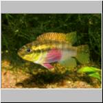 Pelvicachromis silviae, female, sp_aff_subocellatus_female