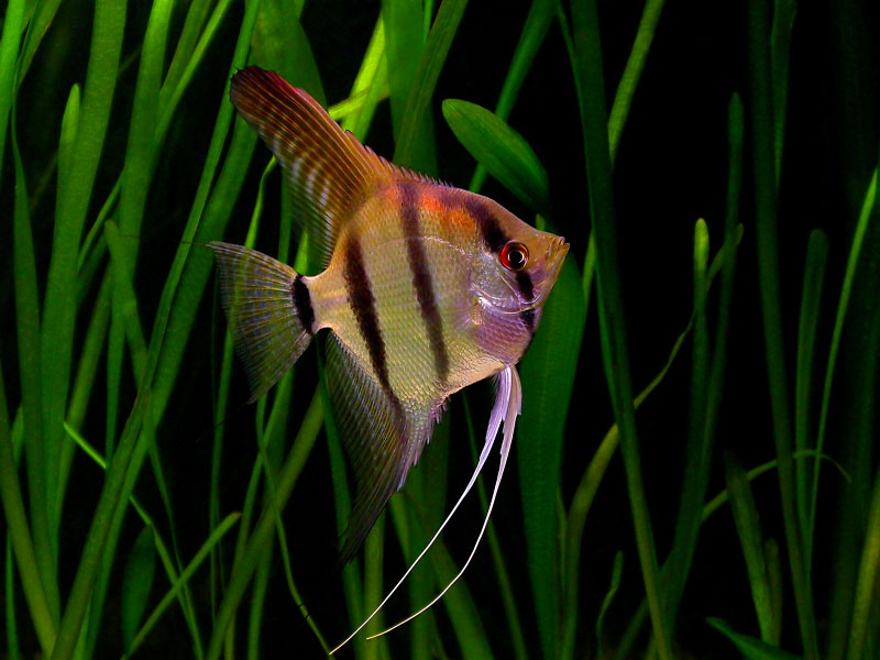 Fish Angelfish