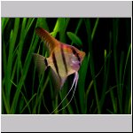 Freshwater angelfish (Orinoco wildform)
