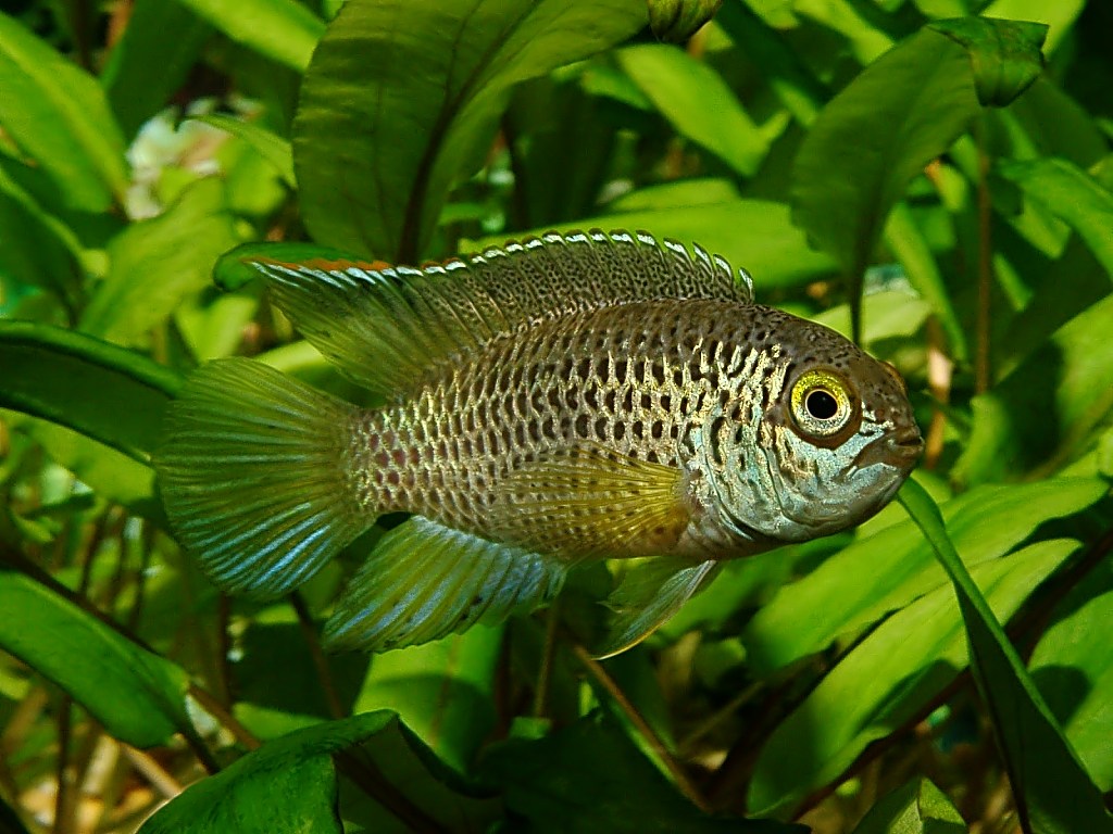 Fish Nannacara anomala