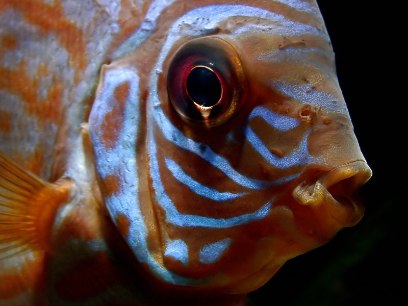 Fish Discus Face