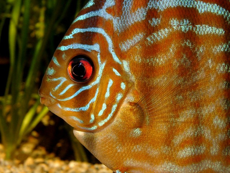 Fish Discus Front Profile