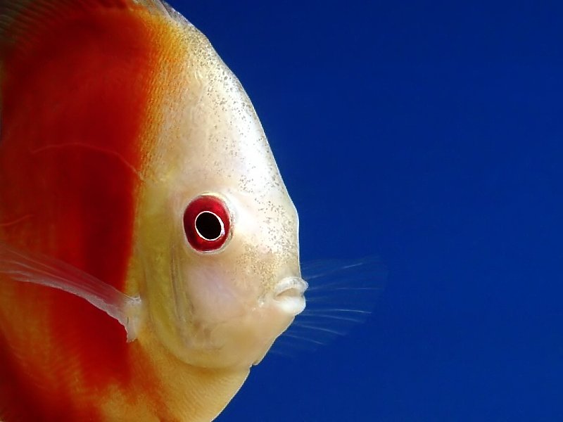 Fish Discus Red