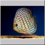 Discus Red Turq Ronneby