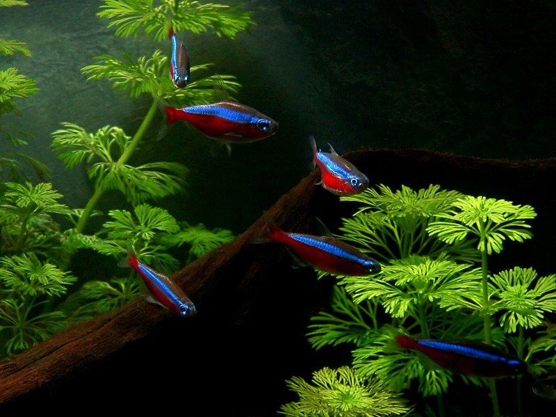Fish Cardinal Tetras