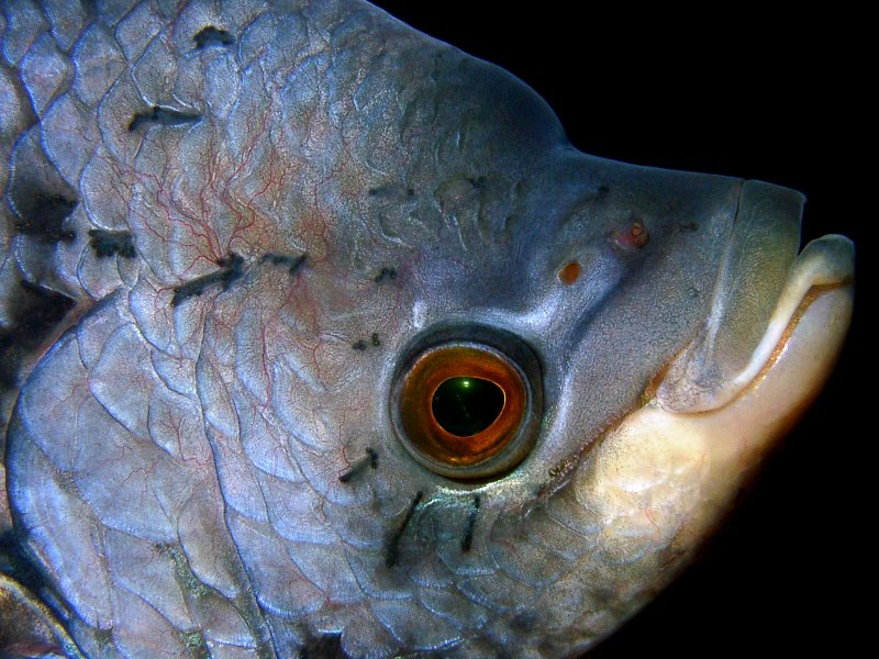 Fish Giant Gourami