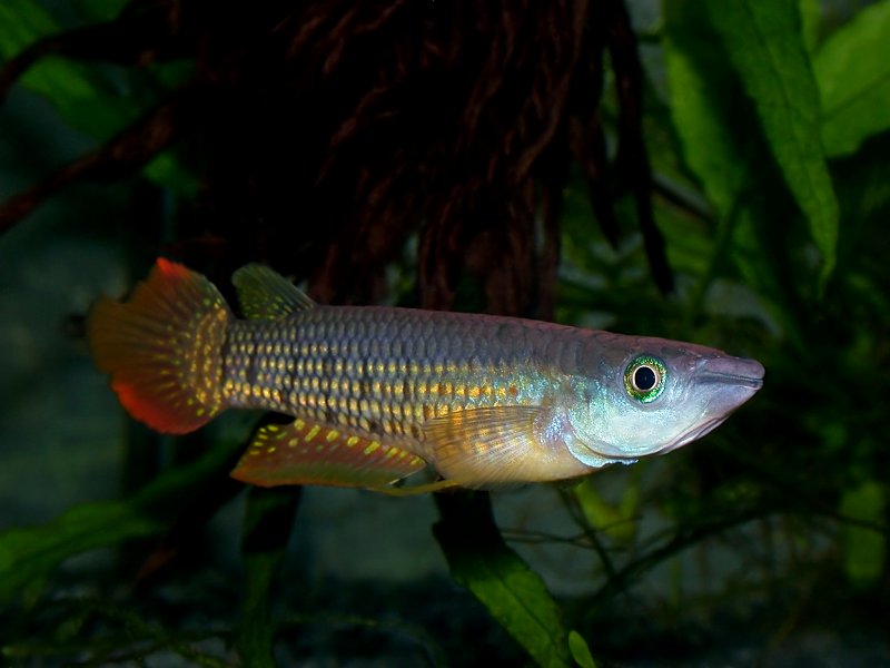 Fish lineatus male
