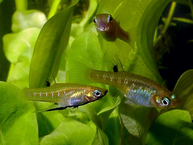 Fish Livebearers