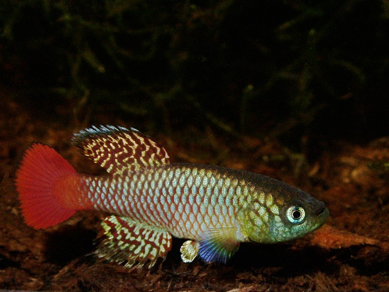 Fish, Nothobranchius palmqvisti, male