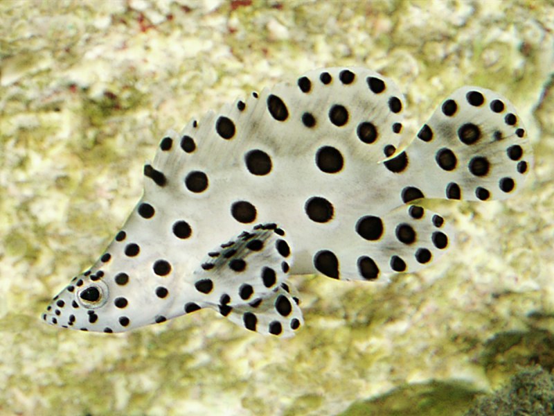 Fish Panther Grouper