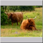highland_cattle.htm