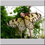 insect_butterfly.htm