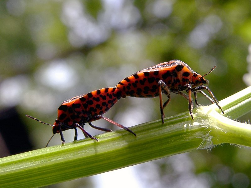 Insects Mating