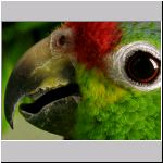 parrot.htm