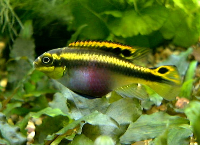 Fish Krib Pelvicachromis pulcher female