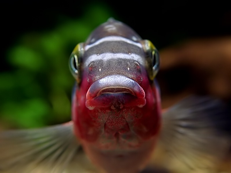 Fish Krib Male