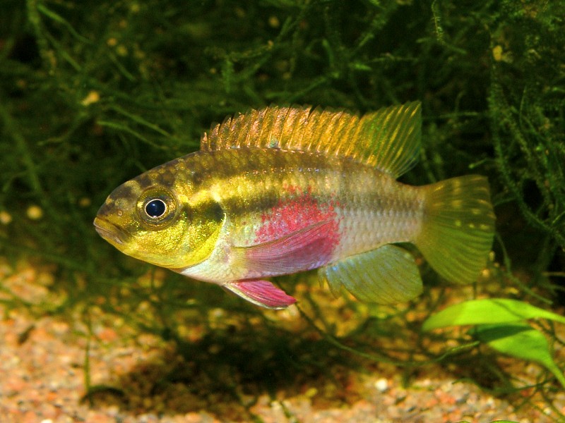 Fish Pelvicachromis silviae, female, Pelvicachromis sp aff subocellatus female