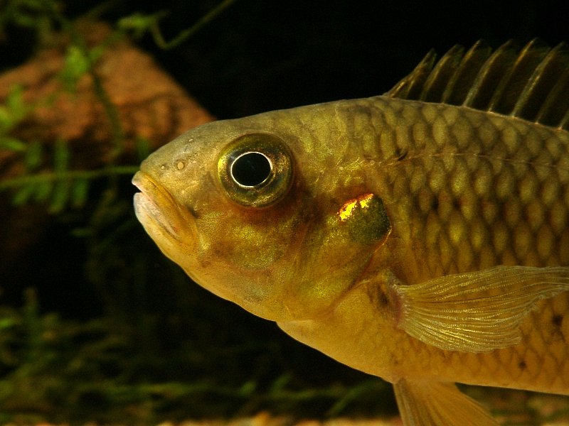 Fish Pelvicachromis silviae, male, Pelvicachromis sp aff subocellatus male