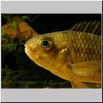 Pelvicachromis silviae, male, sp_aff_subocellatus_male