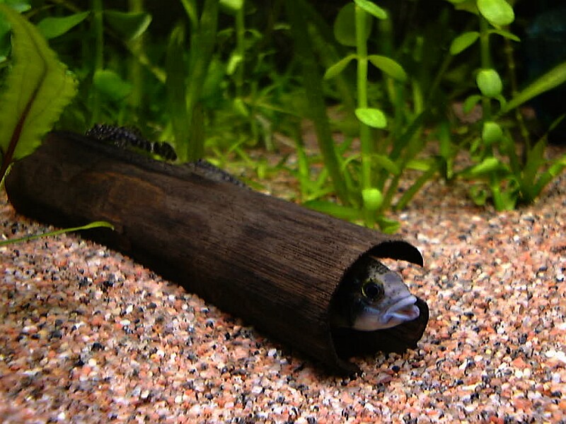 Fish Apisto Bamboo