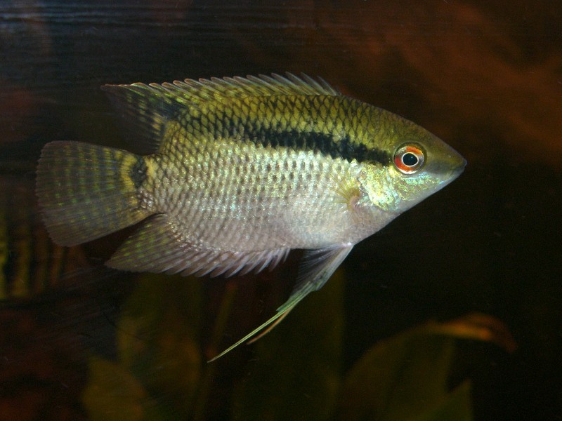 Fish, Festivum, Mesonauta insignis, Juvenile