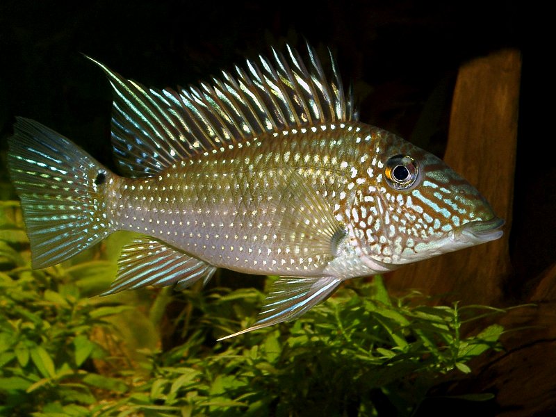 Fish, Guyana Eartheater