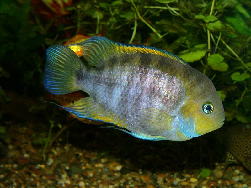 Fish Sajica