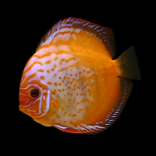 Fish Discus Gold