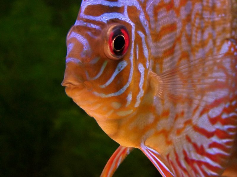 Fish Discus Red Turquoise Arken