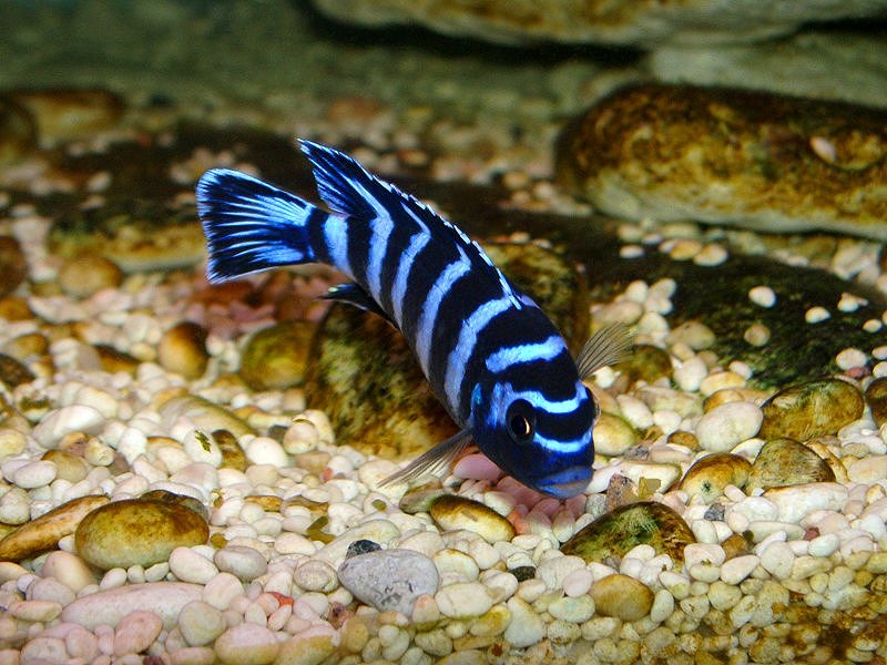 Fish, Chindongo demasoni, Synonym: Pseudotropheus demasoni