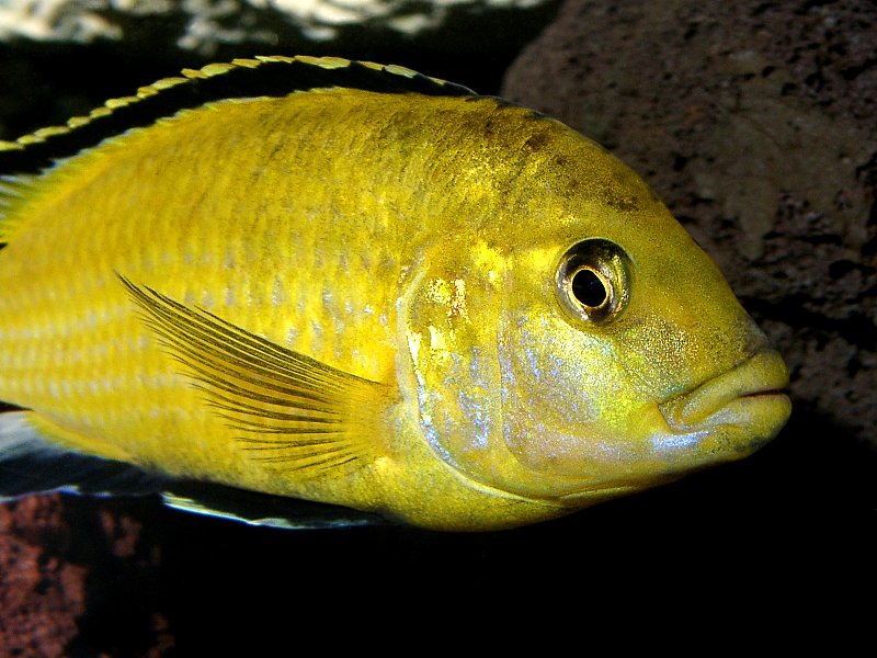 Fish, Labidochromis caeruleus, Golden, Adult