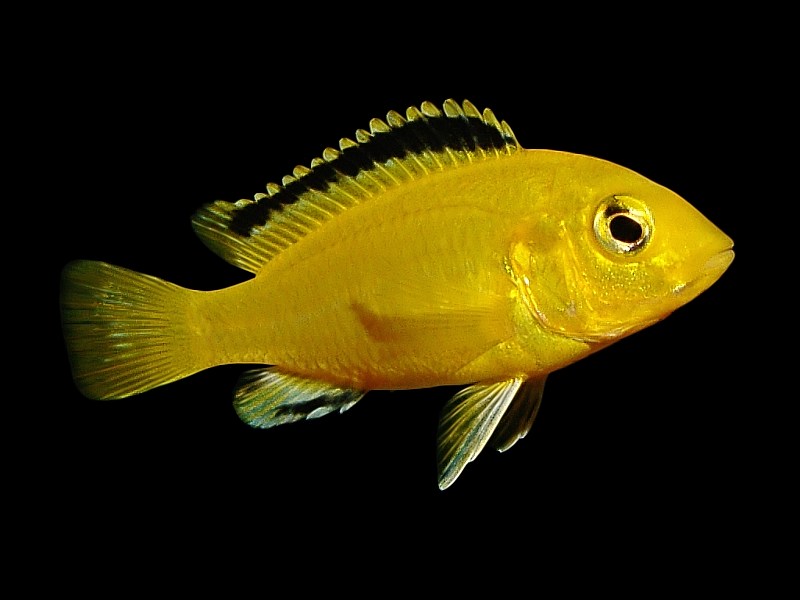 Fish, Golden, Juvenile, Labidochromis caeruleus