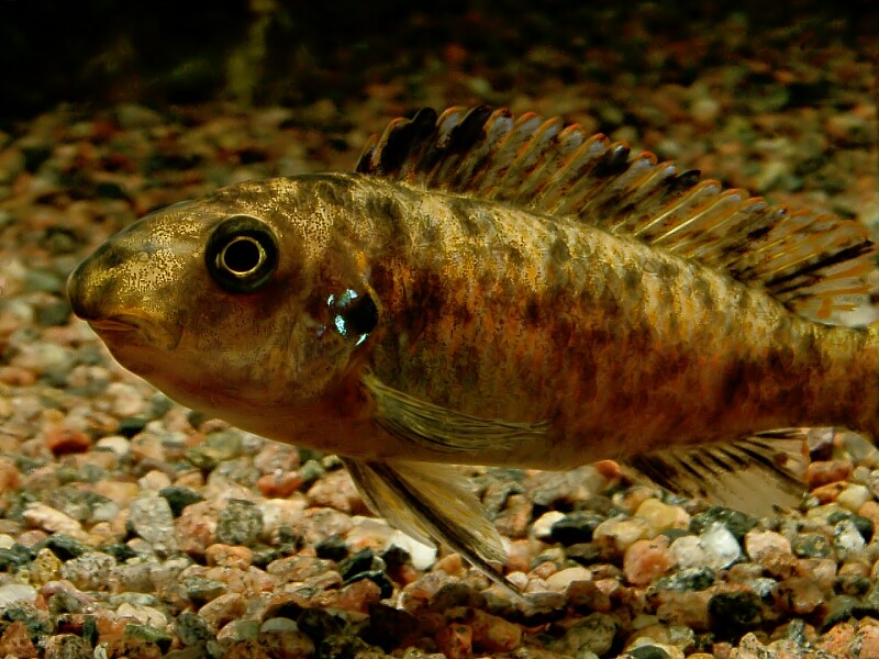 Labeotropheus, OB, female, fish, Mbuna