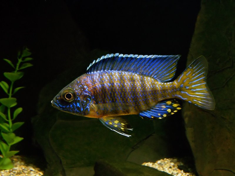 Fish, Peacock, Blue, Aulonocara stuartgranti