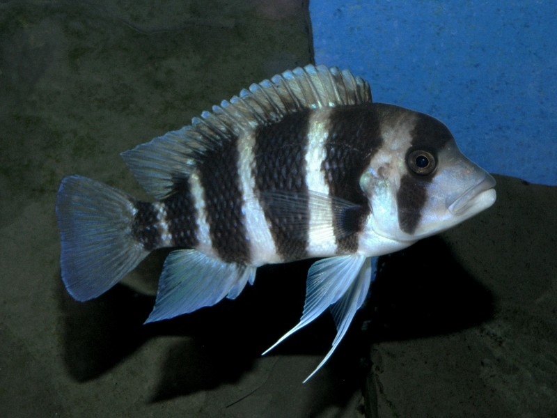 Fish, Cyphotilapia frontosa - Female