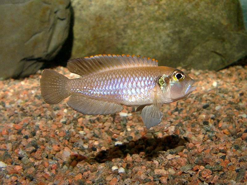 Fish, Lamprologus ocellatus, Ocellated Shell-Dweller, Tanganyika Cichlid