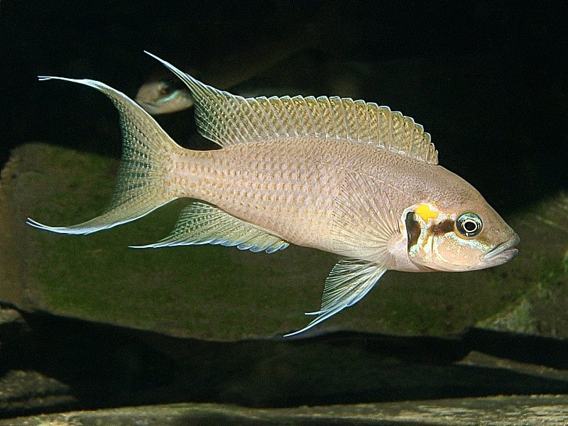 Fish, Princess of Burundi, Neolamprologus brichardi