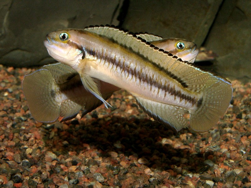 Fish, Telmatochromis vittatus - Two males sparring.