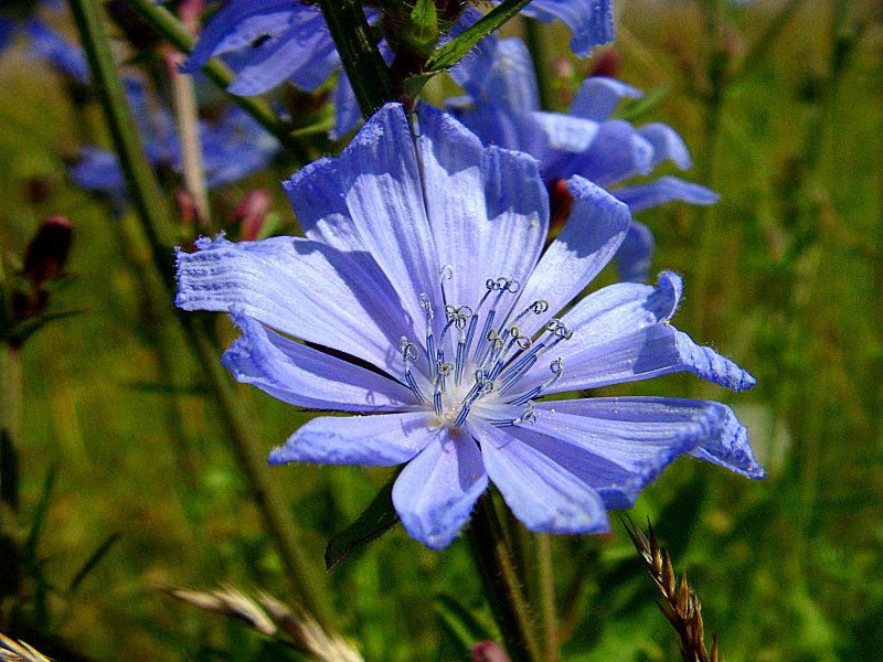 Flower Blue Cicoria
