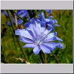 Flower Blue Cicoria