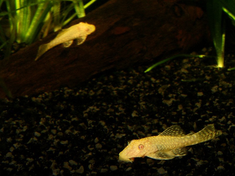 Fish, Albino Bristlenose Catfish