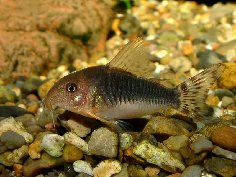 Fish, Corydoras gossei