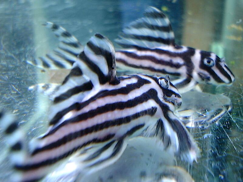 Fish, Zebra Pleco L046, Hypancistrus zebra, two males