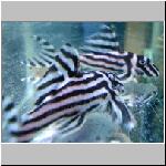 Zebra Plecos
