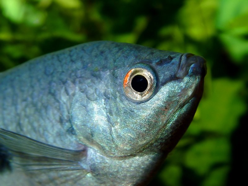 Fish, Blue Gourami, Face, female, Trichopodus trichopterus, Synonym: Trichogaster trichopterus