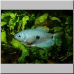 Blue gourami, female