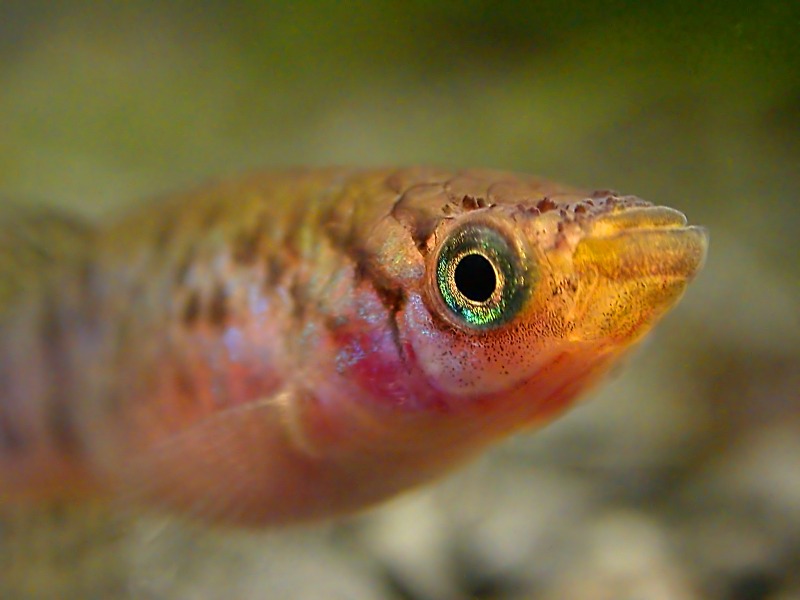 Fish, killi, Fundulopanchax filamentosus, female