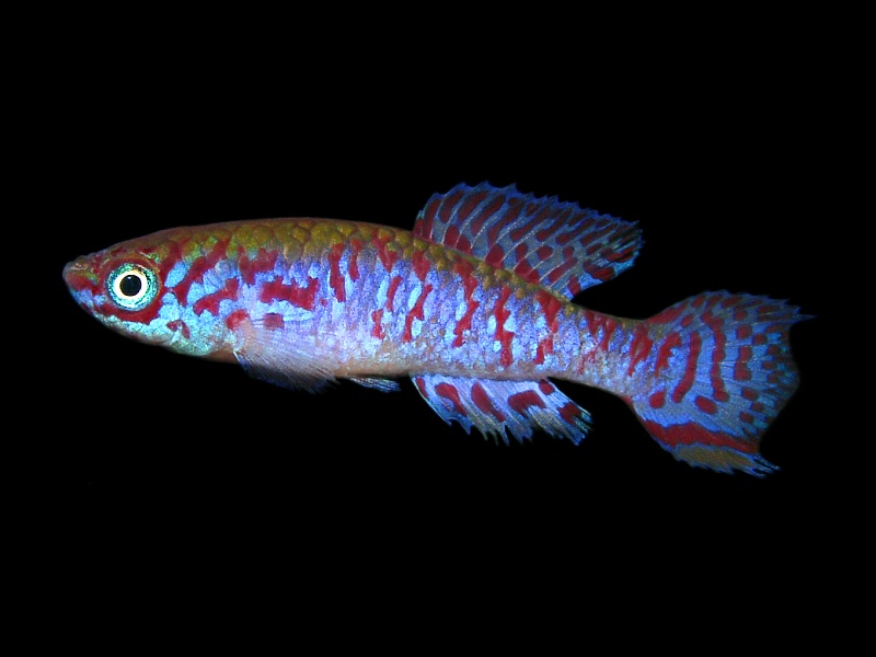 Fish, killi, Fundulopanchax filamentosus, male