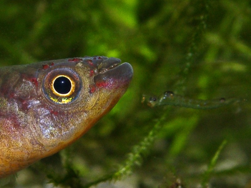 Fish, killi, Fundulopanchax gardneri, female