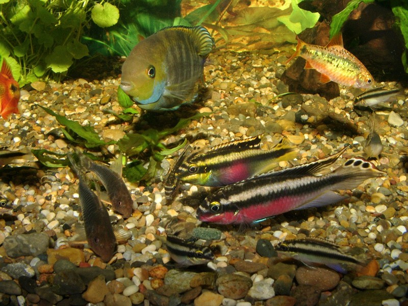 Fishes, Group